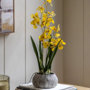 Orchid in a Ceramic Pot - Yellow